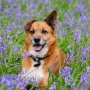Dog and bluebells